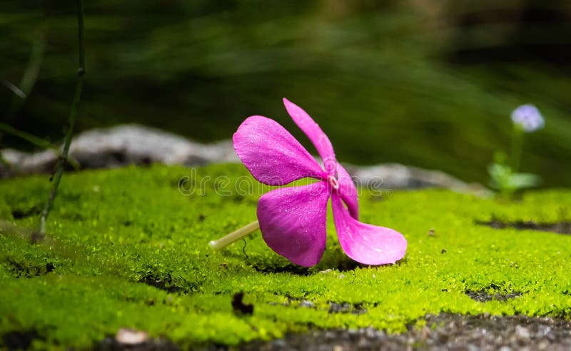 Kollam, Kerala, India - July 2, 2016: Vinca Flower- pink color. Kollam, Kerala, India - July 2, 2016: Vinca Flower- pink color