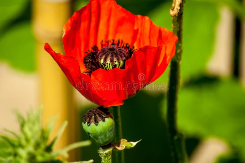 E photo stock E photo stock