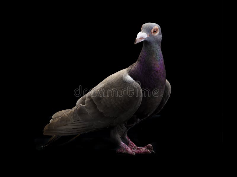 Zwarte duif stock afbeelding. Afbeelding bestaande uit achtergrond