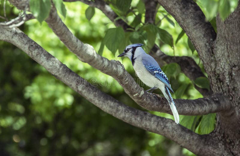 E imagens de stock royalty free.