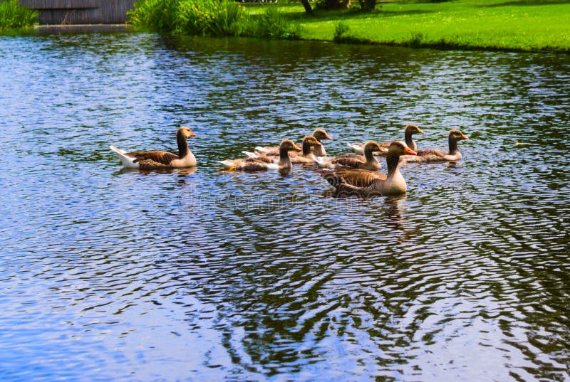 Ducks in the vondelpark swimming in the canal. Newborn brown ducks swimming in the water with their mother canal of vondelpark amsterdam