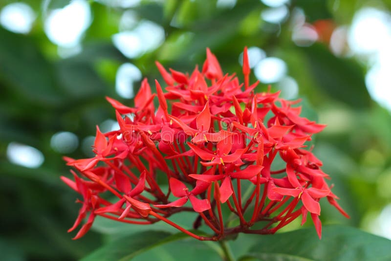 Red color flower attractive nature. Red color flower close up attractive nature