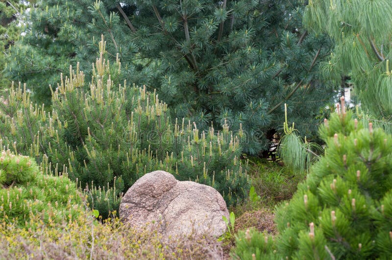 Nadelbaum im Garten stockbild. Bild von hintergrund, nadelbaum 62757641
