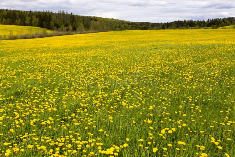 E royaltyfri fotografi.