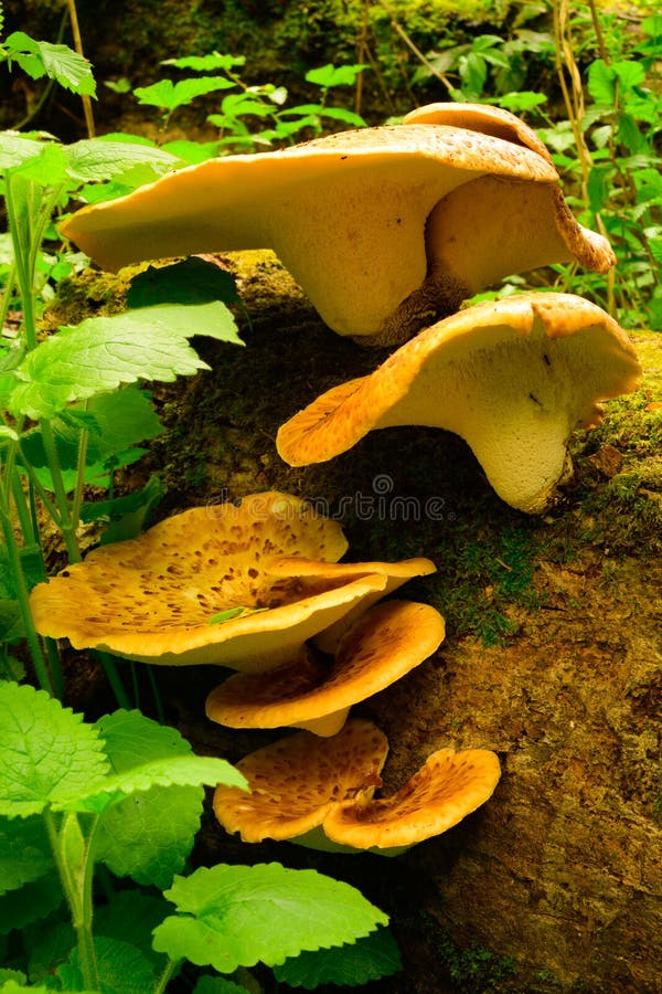 E immagini stock E immagini stock
