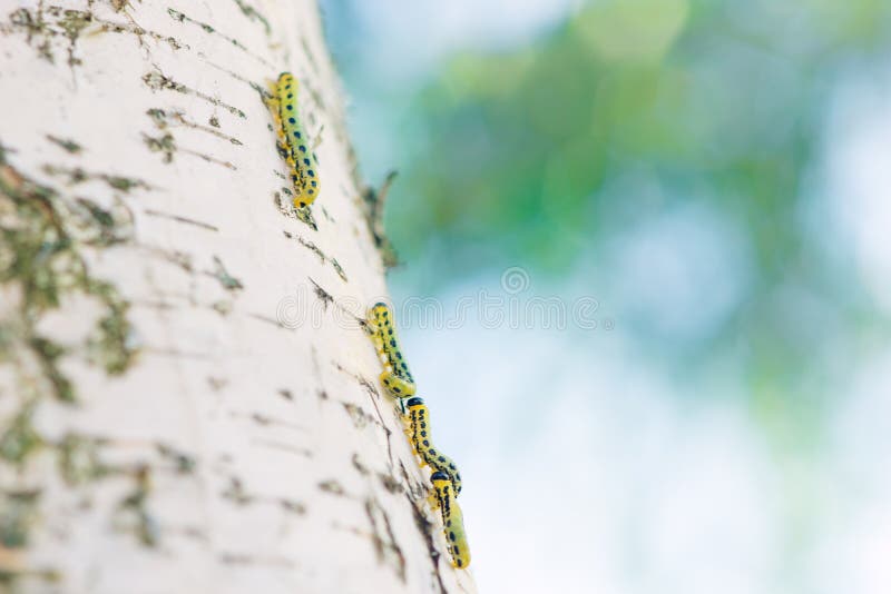 E imagen de archivo libre de regalías.