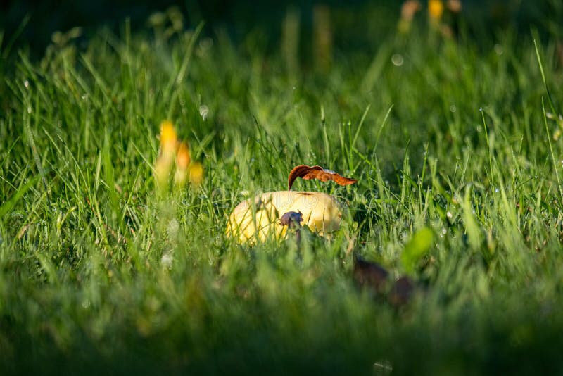 E imagem de stock royalty free.