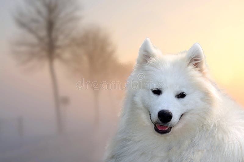 E photo stock E photo stock
