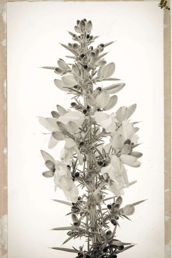 Vintage foto van brem in zwart-wit royalty-vrije stock afbeeldingen