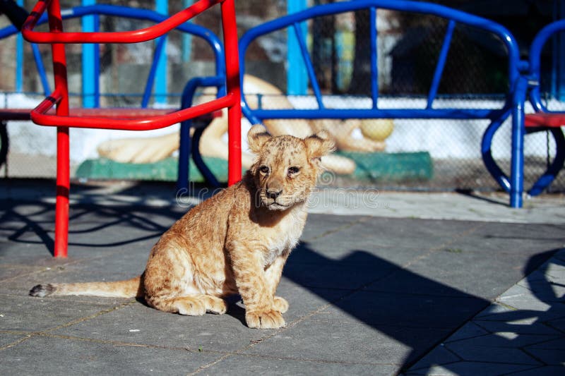 Центральная улица Светланская