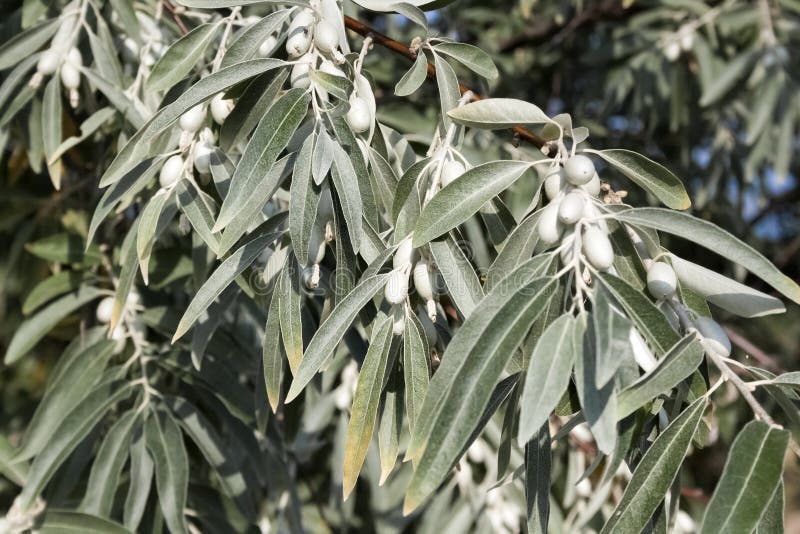 Серебряные кусты дикой маслины окруженные. Дикая олива серебристая. Лох серебристый Дикая маслина. Elaeagnus angustifolia. Крымская олива Дикая.