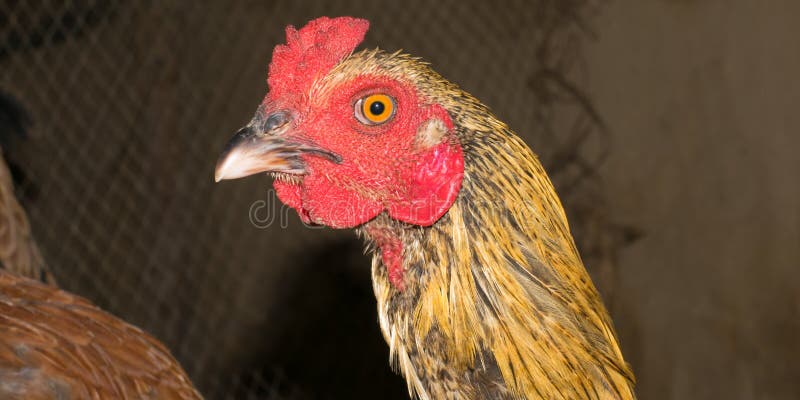 E stockfotos E stockfotos