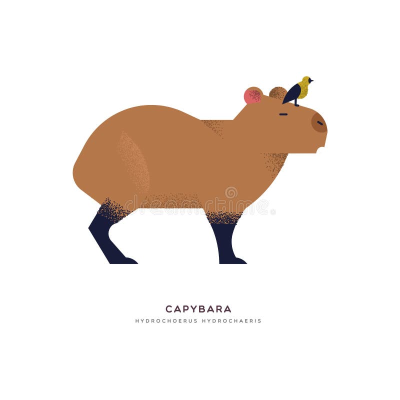 Capybara illustration on isolated white background, south america zoo animal concept. Educational wildlife design with fauna species name label