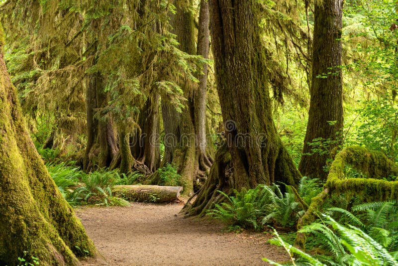 Hall of Mosses in the Hoh Rainforest of Olympic National Park, Washington, USA. Hall of Mosses in the Hoh Rainforest of Olympic National Park, Washington, USA