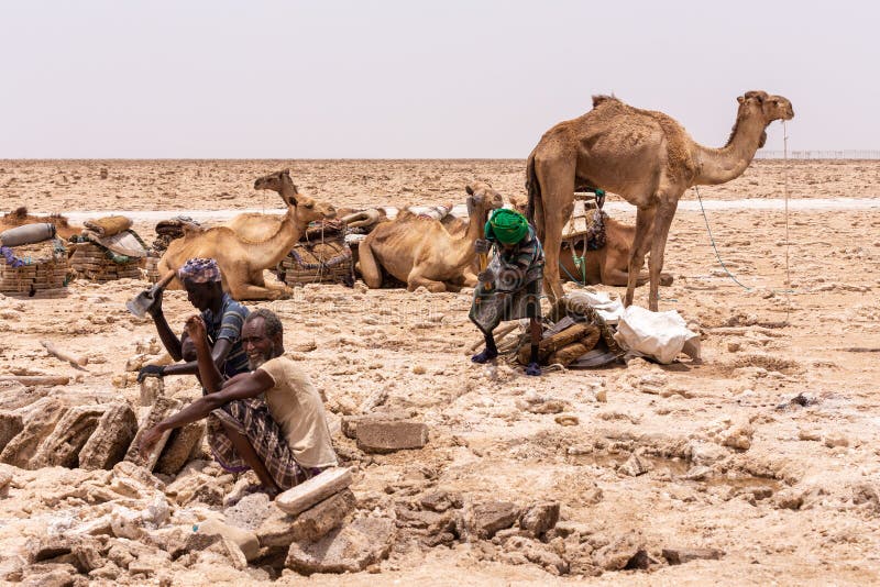DANAKIL DEPRESSION, ETHIOPIA, APRIL 29th.2019, Afar man cutting and mining salt bricks slabs in primitive tools at salt desert in the Danakil depression. April 29th. 201, Danakil depression, Ethiopia