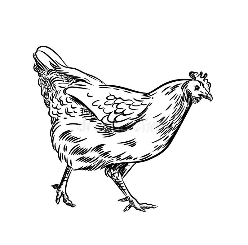 E r Binnenlandse vogel stock illustratie E r Binnenlandse vogel stock illustratie