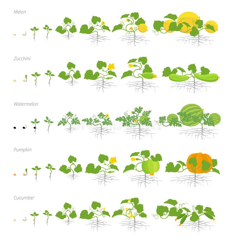 Ensemble des stades de croissance cucurbitacées plantes Pumpkin melon et pasmelon zucchini ou courgette et concombre Vie illustration stock Ensemble des stades de croissance cucurbitacées plantes Pumpkin melon et pasmelon zucchini ou courgette et concombre Vie illustration stock