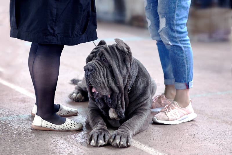 Big dog of Neapolitan Mastiff breed, old school ear cut, laying between two pairs of women legs. Close up portrait of serious  dog. Copy space