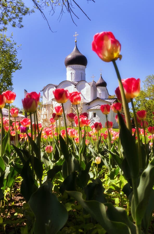 Anciens ortodoxa kristna stentempel Pskov, Pskov Den stora kyrkan i S:t Basil på berget mot bakgrund av röda tulpaner fotografering för bildbyråer Anciens ortodoxa kristna stentempel Pskov, Pskov Den stora kyrkan i S:t Basil på berget mot bakgrund av röda tulpaner fotografering för bildbyråer