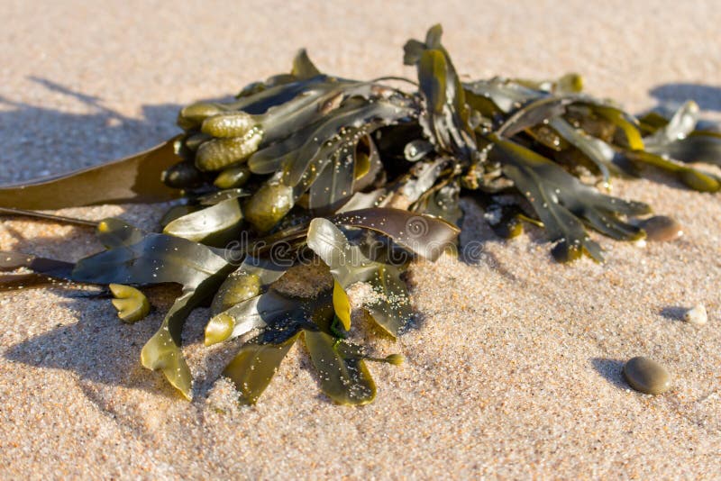 E r Nature sauvage de mer Dur?e de mer photographie stock libre de droits E r Nature sauvage de mer Dur?e de mer photographie stock libre de droits