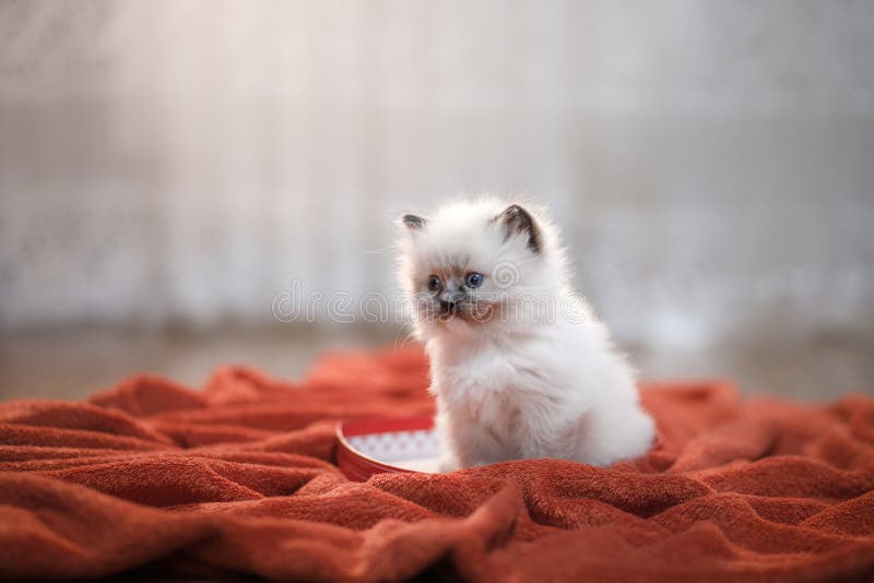 Cute kitten met een hart gezelschapsdier op 14 februari Kat thuis op een zachte deken