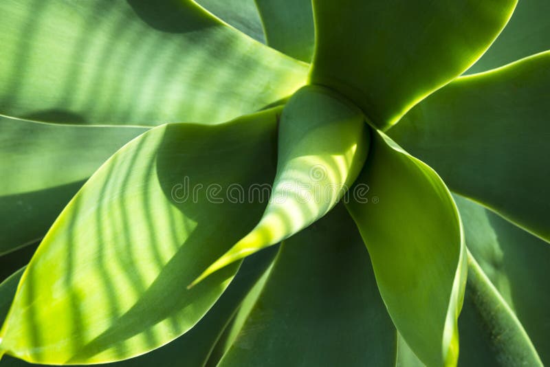 Feuilles succulentes épaisses et vertes d'agave Agave Djengola Rosette de feuilles charnues près des rayons du soleil photographie stock libre de droits