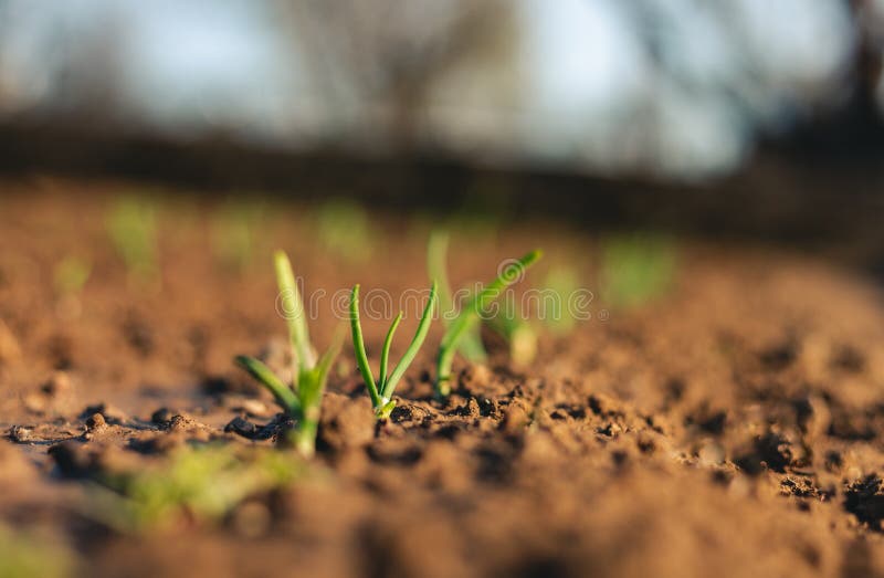 Imagem - Fechar foto de cebolas jovens e pequenas em filas Plantas de cebola que crescem em solo argiloso em período de primavera fotografia de stock royalty free