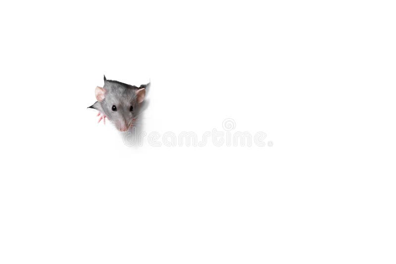 E r image stock E r image stock