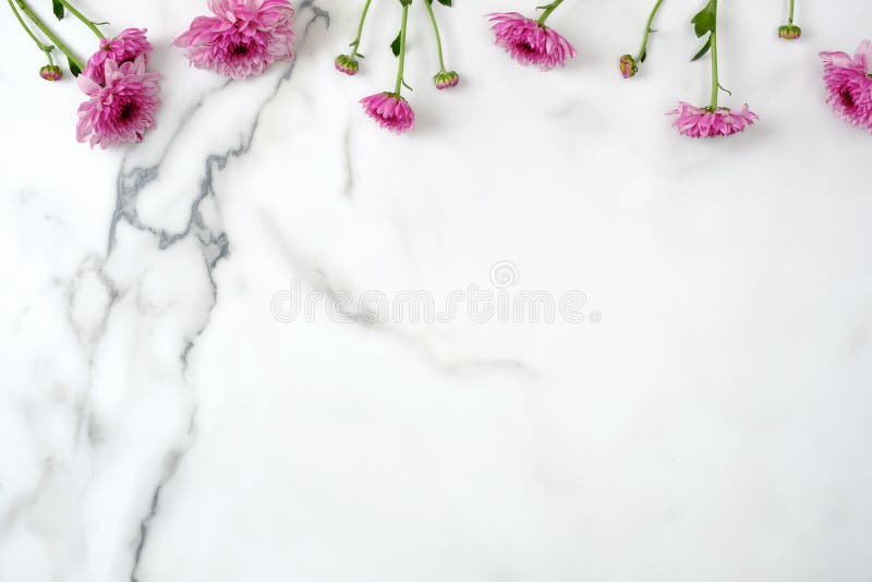 Ram för övre kant Rosa blomkålshuvud som är spridda i marmor bakgrund Kreativ layout, minsta platta stil för anbudsgivning royaltyfri fotografi