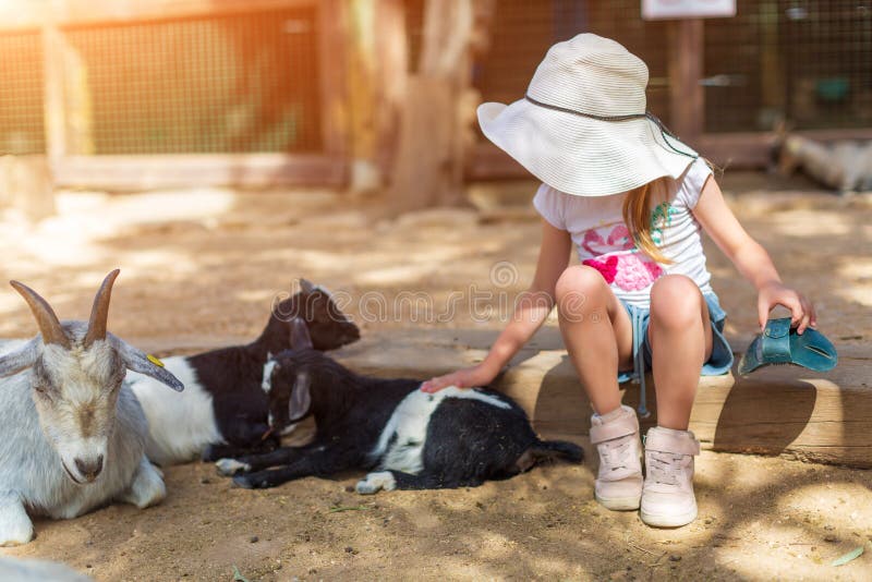 Young adorable girl feeding goats on a ranch on hot summer day. Pretty female child giving food to animal. Little girl feeding cattle on a warm sunny day in zoo. Young adorable girl feeding goats on a ranch on hot summer day. Pretty female child giving food to animal. Little girl feeding cattle on a warm sunny day in zoo