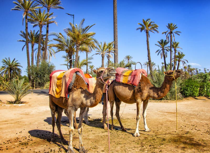 Kamele mit typischen Berbersattel in einem Palmeraie nahe Marrakesch, Marokko Die Sahara-Wüste wird in Afrika aufgestellt Dromeda stockfotografie Kamele mit typischen Berbersattel in einem Palmeraie nahe Marrakesch, Marokko Die Sahara-Wüste wird in Afrika aufgestellt Dromeda stockfotografie