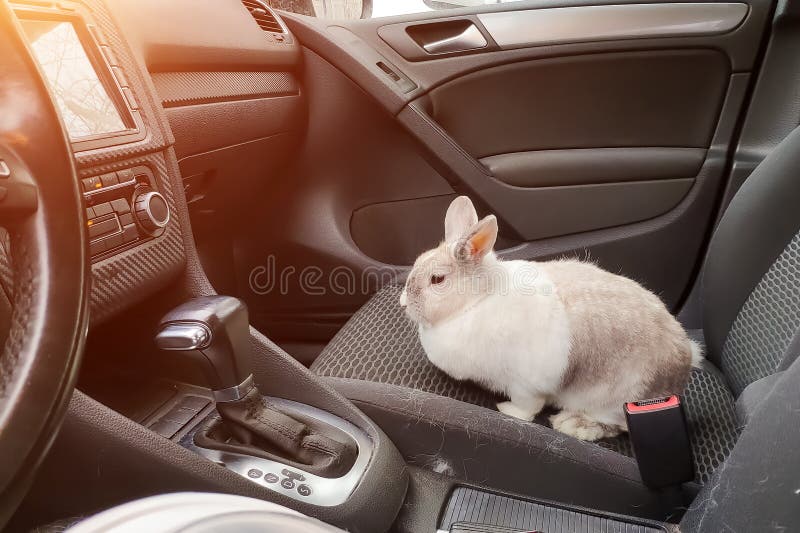 913 Photos de Voiture De Lapin - Photos de stock gratuites et