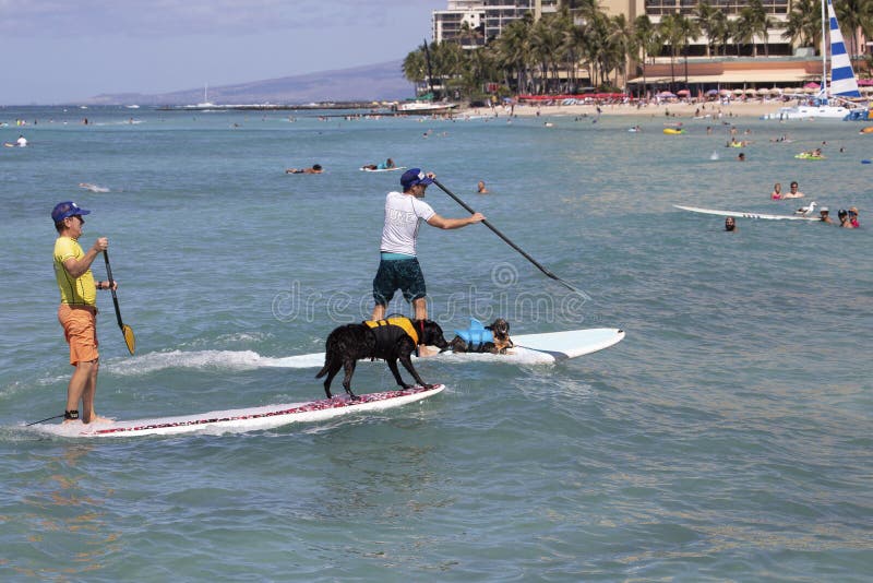 Event:  Calvin & susie presents Goint to the Dogs SurFur Competition at Duke Kahanamoku OceanFest 20.VIII.19.Location:  â€œBaby Queensâ€  offshore Kuhio Beach, Waikiki, island of Oâ€™ahu, Hawaiâ€™i, USA.Subject:  Heat 1 competitors race to shore whilst Heat 2 note white duck on white surfboard RHS impatientlyi wait their turn. Event:  Calvin & susie presents Goint to the Dogs SurFur Competition at Duke Kahanamoku OceanFest 20.VIII.19.Location:  â€œBaby Queensâ€  offshore Kuhio Beach, Waikiki, island of Oâ€™ahu, Hawaiâ€™i, USA.Subject:  Heat 1 competitors race to shore whilst Heat 2 note white duck on white surfboard RHS impatientlyi wait their turn