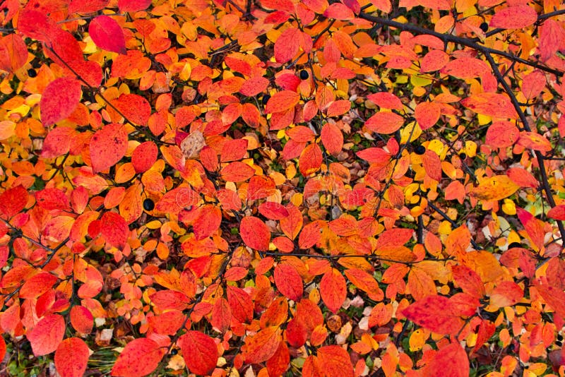 Abstraktion, mehrfarbiges Blattwerk Blätter im Herbst, rot und gelb auf den Bäumen Hintergrund der roten, gelben und orangefarben stockfotografie Abstraktion, mehrfarbiges Blattwerk Blätter im Herbst, rot und gelb auf den Bäumen Hintergrund der roten, gelben und orangefarben stockfotografie