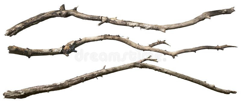 Dry tree branch isolated on white background. PNG file with transparent background also available. Wooden branch fallen to the ground. High quality clipping mask for professional composition. Dry tree branch isolated on white background. PNG file with transparent background also available. Wooden branch fallen to the ground. High quality clipping mask for professional composition.