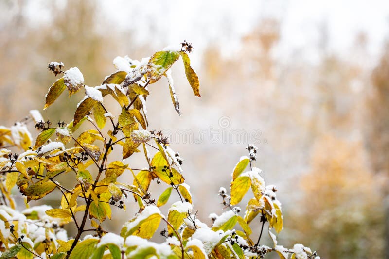 Ramais de arbusto com folhas amarelas na neve Primeira neve Dia do outono Fundo branco-amarelo esbranquiçado fotos de stock royalty free Ramais de arbusto com folhas amarelas na neve Primeira neve Dia do outono Fundo branco-amarelo esbranquiçado fotos de stock royalty free