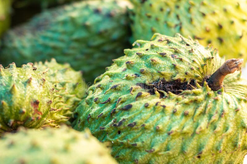 Graviola sur le marché Fruit blanc très doux de pulpe Fruit tropical exotique du Brésil images libres de droits Graviola sur le marché Fruit blanc très doux de pulpe Fruit tropical exotique du Brésil images libres de droits