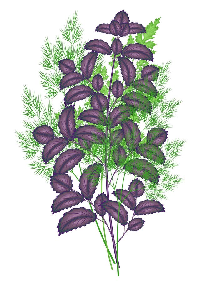 Färska juikten En vacker gren av lila basilika, dill, persilja Användbar vitaminprodukt som används som kryddor för olika stock illustrationer