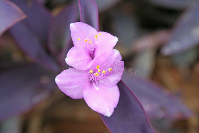 Inflacja roślin purpurowych,Tradescantia pallida Rose D R Hunt