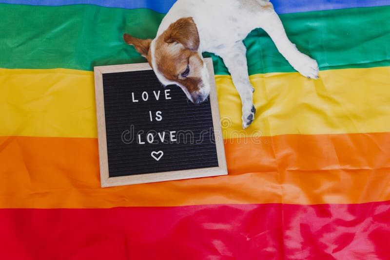 Gullig hundstålar russell som sitter på flagga för regnbåge LGBT i sovrum Bokstavsbrädet förutom med meddelandeFÖRÄLSKELSE ÄR FÖR