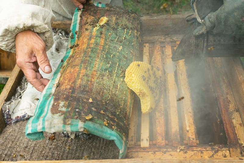 En beekeeper kontrollerar bikupa- och honungramarna av bin Biodlingarbete på bikupan Selektivt fokusera royaltyfria bilder En beekeeper kontrollerar bikupa- och honungramarna av bin Biodlingarbete på bikupan Selektivt fokusera royaltyfria bilder