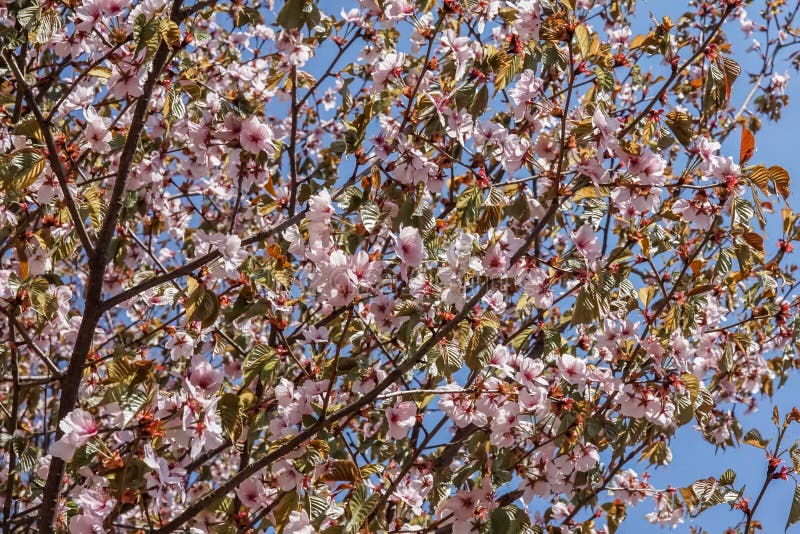 E Roze bloemen van het tot bloei komen sakura royalty-vrije stock fotografie E Roze bloemen van het tot bloei komen sakura royalty-vrije stock fotografie