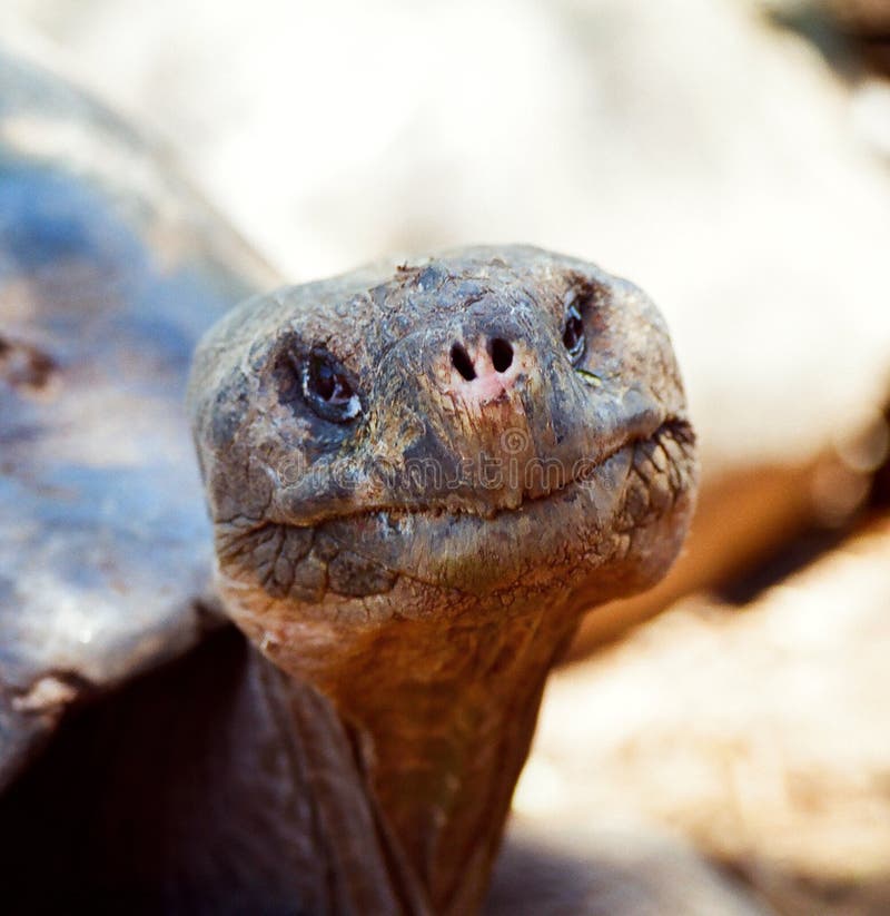 E.T. tortue formée de Galapagos photographie stock E.T. tortue formée de Galapagos photographie stock