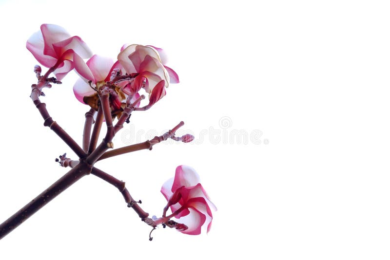 E stock foto E stock foto
