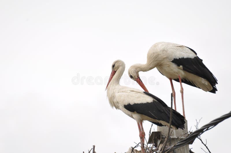 E Vogel met lange benen r stock foto E Vogel met lange benen r stock foto