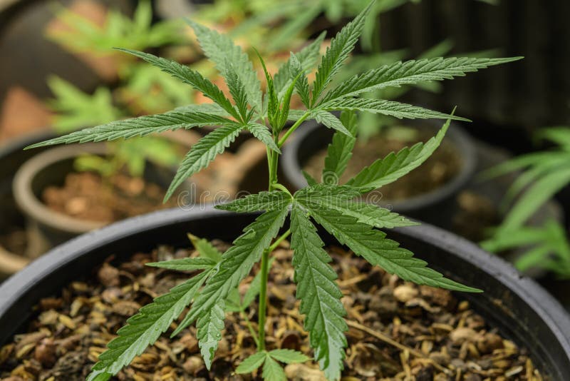 Фото растущей марихуаны марихуана для авы