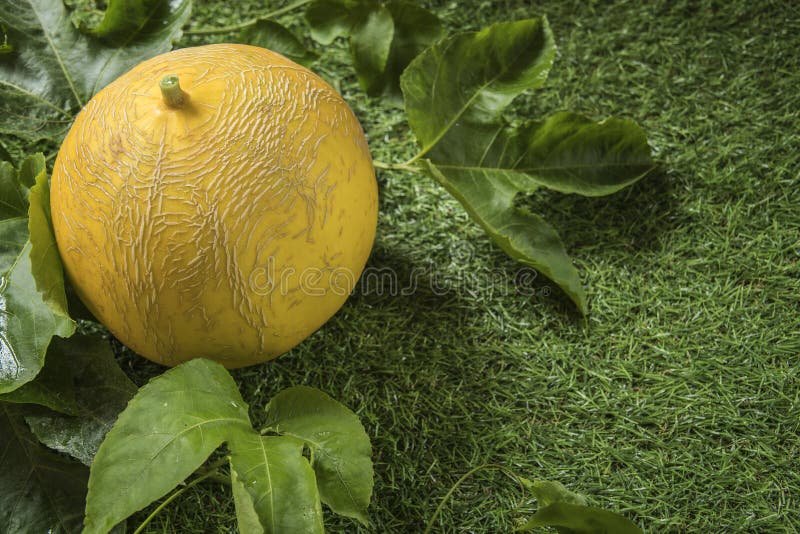 Young sprout of Japanese melons or cantaloupe melons plants. молодой росток японских дынь или заводов дынь канталупы растя в cantalupe предпосылки земледелия парника отрезал арбуза воды витамина дерева лета куска очень вкусной продукции питания природы лист honeydew здоровья половины роста парника сада плода свежести еды обрабатывая землю поля фермы диеты десерта свежей здоровой сочной естественной оранжевой органической зрелый сладкий желтый цвет вкусного тропического вегетарианского белый деревянный