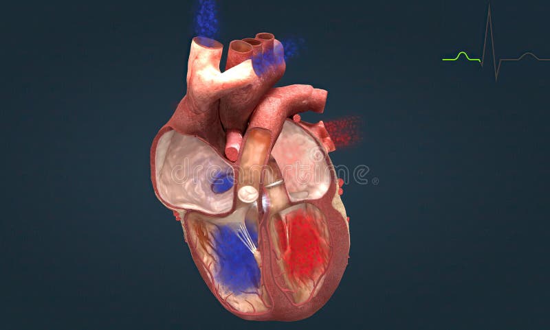 Heart Conduction Stock Illustrations – 426 Heart Conduction Stock  Illustrations, Vectors & Clipart - Dreamstime