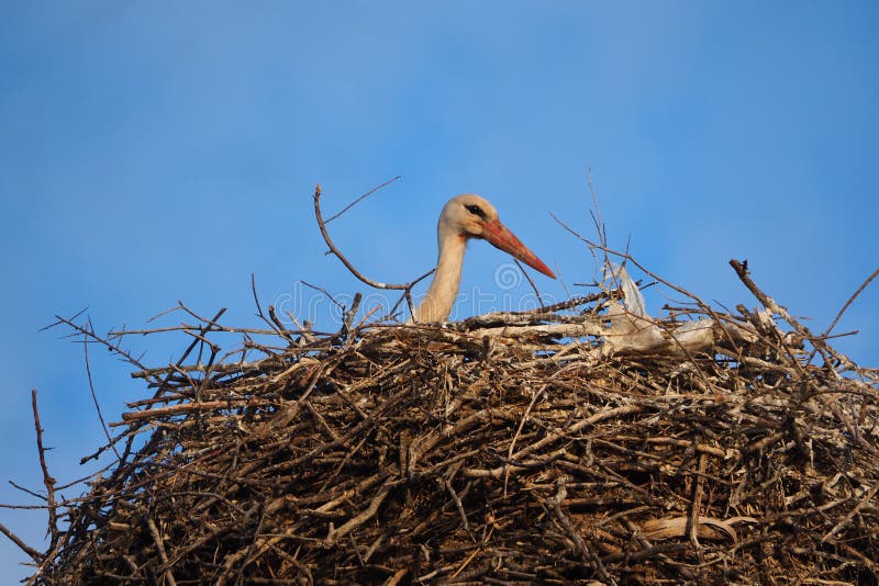 Ead av a behandla som ett barn storken, Lérida royaltyfri foto Ead av a behandla som ett barn storken, Lérida royaltyfri foto