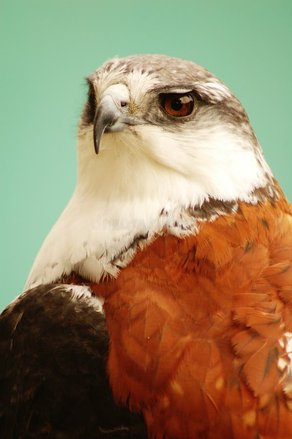 Portrait of an eagle. Portrait of an eagle